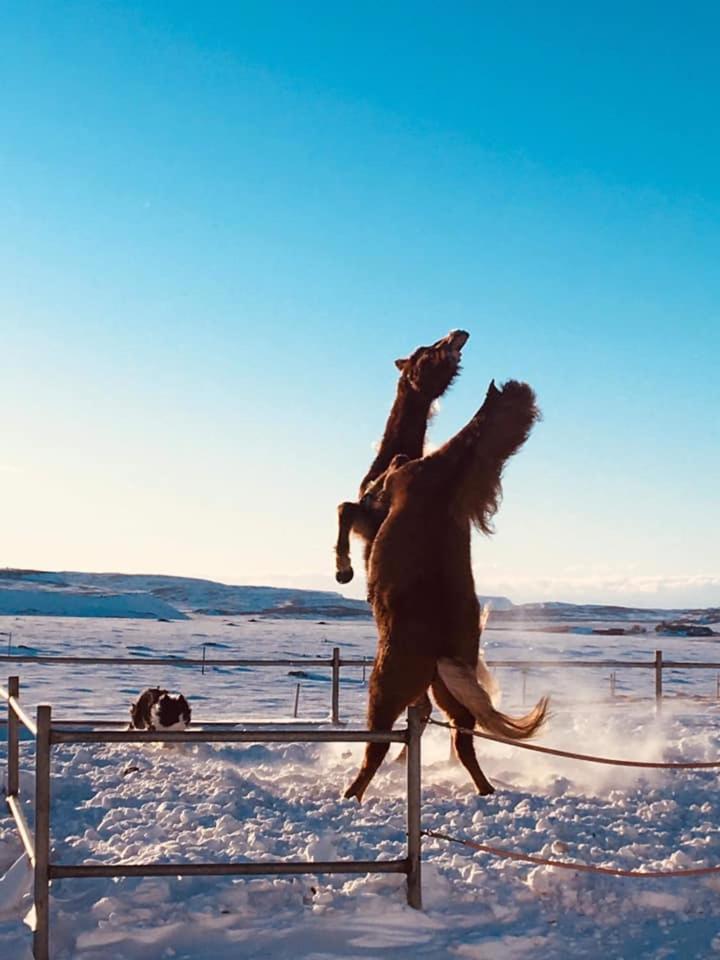Skalinn Between Gullfoss And Geysir - Myrkholt Farm Haukadalur Bagian luar foto